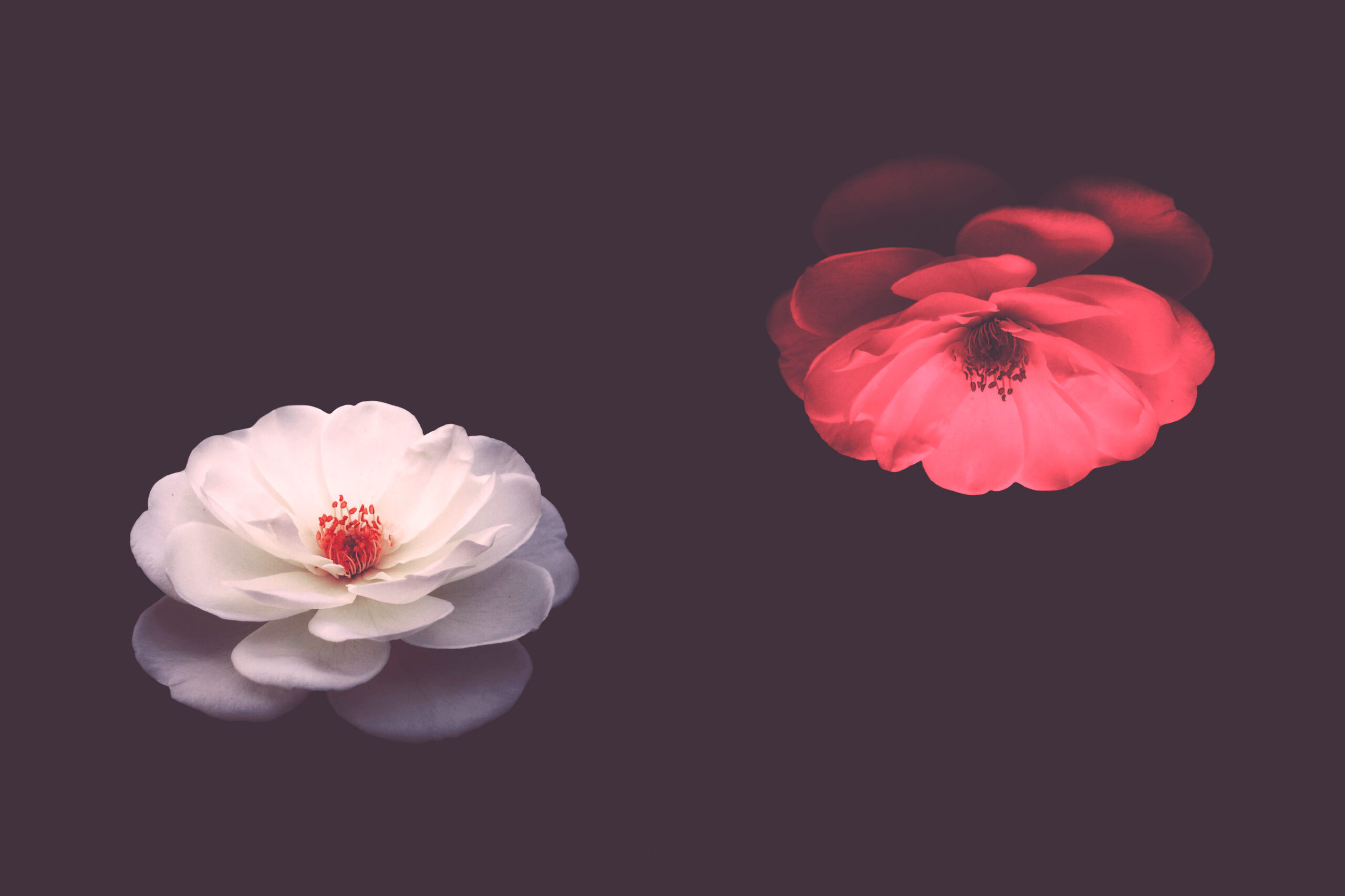 Two flowers, one white and one red on a maroon colored background. Text reads: Source, photo by Majid Rangraz on Unsplash.
